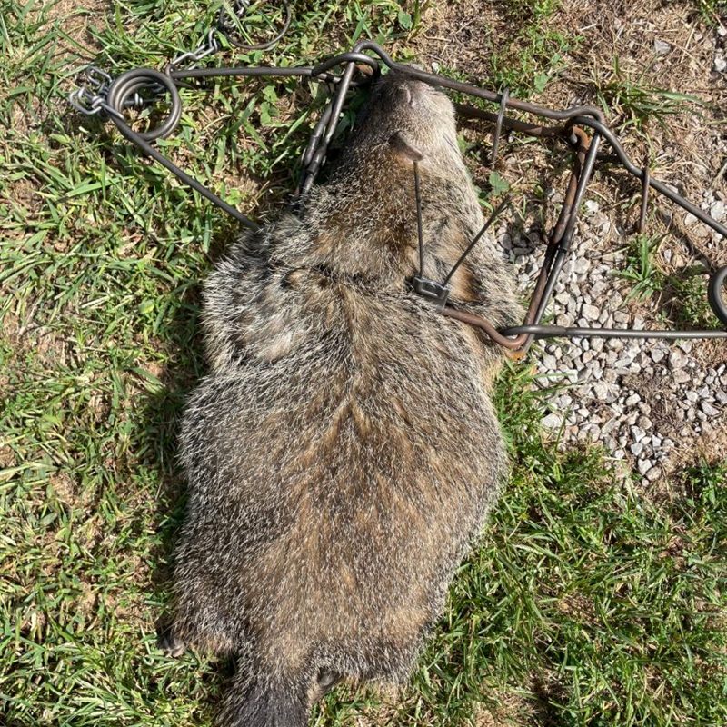 Groundhog taken in a body-grip trap set at a burrow entrance in north central Indiana
