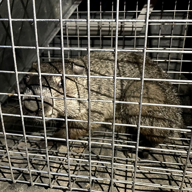 Groundhog caught in a live trap on a Cass County property