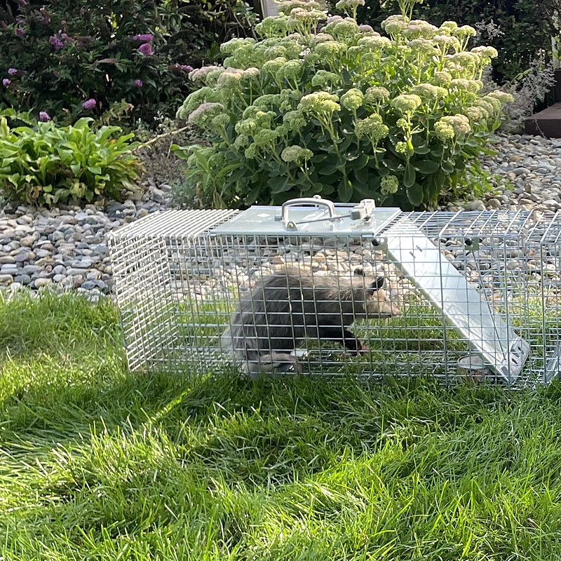 Opossum in a live trap set beside a home in north central Indiana
