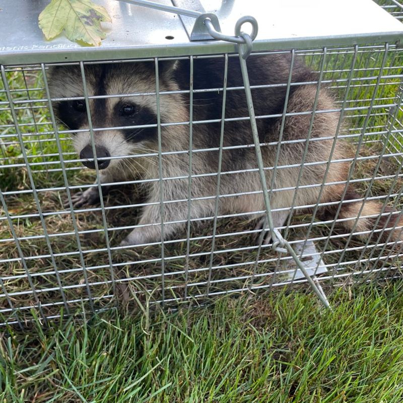 Raccoon caught in a live cage trap in a north central Indiana yard